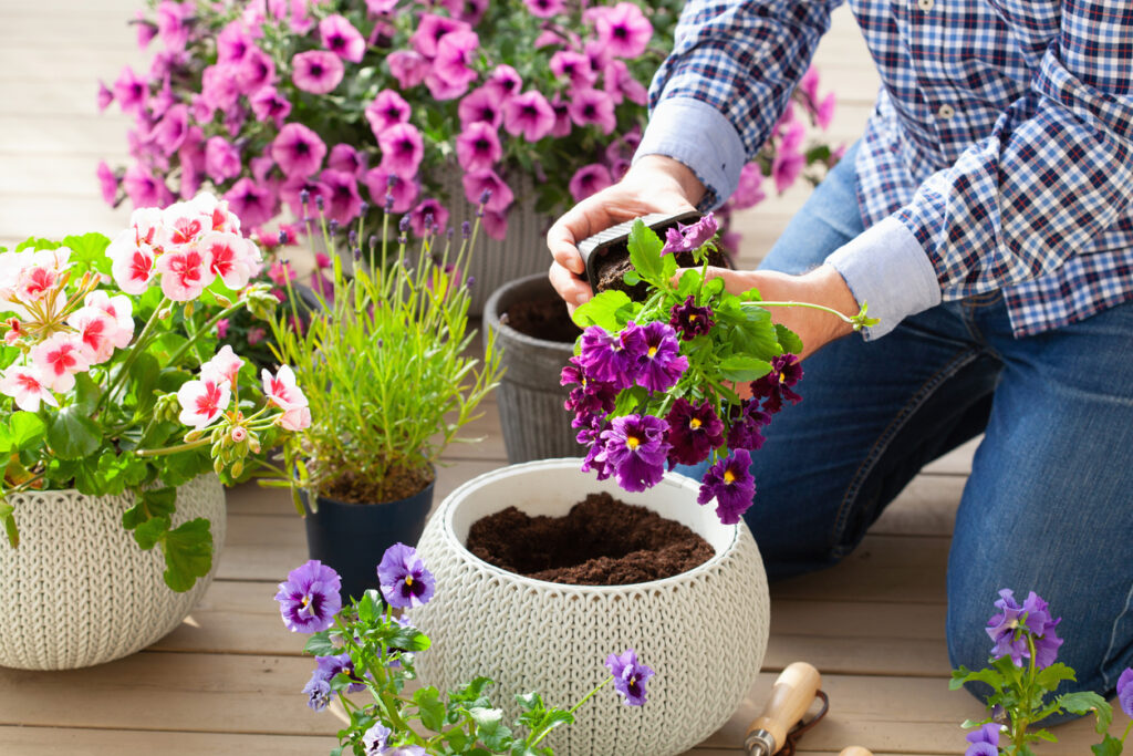 man gardener planting pansy, lavender flowers in flowerpot in garden on terrace